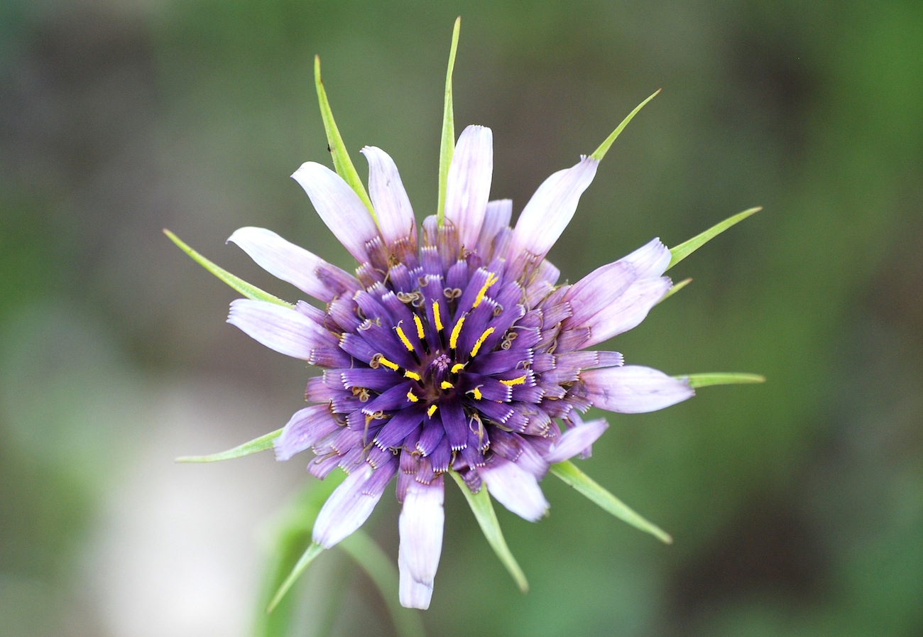 ID 8 - Tragopogon sp.